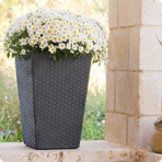   () Keter Rattan Planter S  23,6L, 