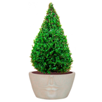   () Idealist Face Planter  (FFP-BEG-42)